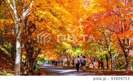 箕輪町・もみじ湖の紅葉 93809753