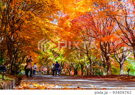 箕輪町・もみじ湖の紅葉 93809762
