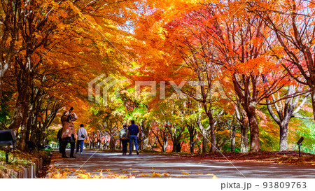 箕輪町・もみじ湖の紅葉 93809763