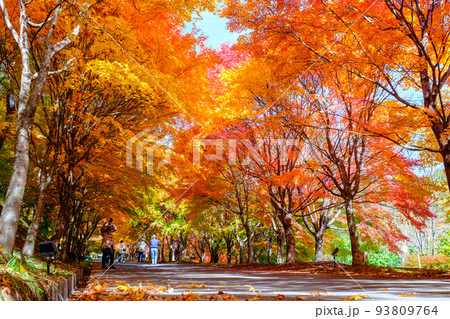 箕輪町・もみじ湖の紅葉 箕輪町・もみじ湖の紅葉 93809764