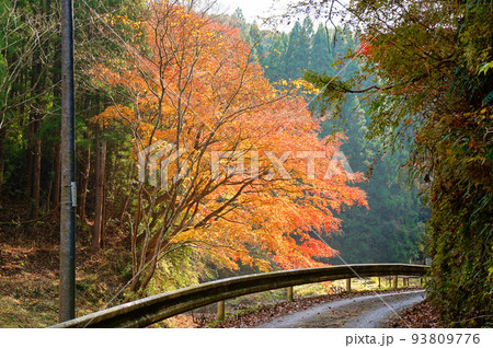 房総ふれあいの道・茂平の滝の紅葉【千葉県市原市】 93809776