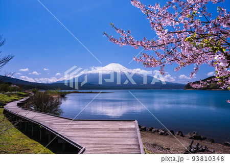 春の水辺のボードウォークからの逆さ富士2022 93810348