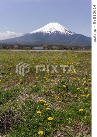 タンポポが咲き乱れる原っぱの先に聳える春の残雪の富士山・忍野村 タンポポが咲き乱れる原っぱの先に聳える春の残雪の富士山・忍野村 93810614