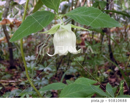 ツルニンジンの白花（十和田湖畔・8/30） 93810688