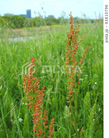 春の江戸川土手に咲くスイバ 春の江戸川土手に咲くスイバ 93810796