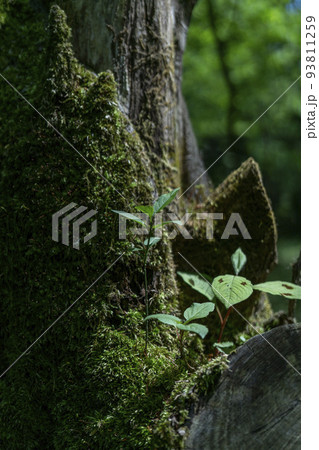 大自然の循環を示す、苔の生えた木の洞に育つミズヒキなどの山野草 93811259