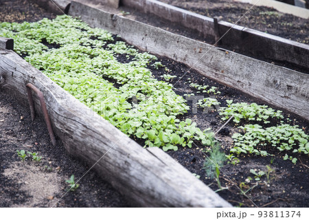 Sinapis alba seedlings in the garden bed, White Mustard plants growing as green manure and fertilizer 93811374