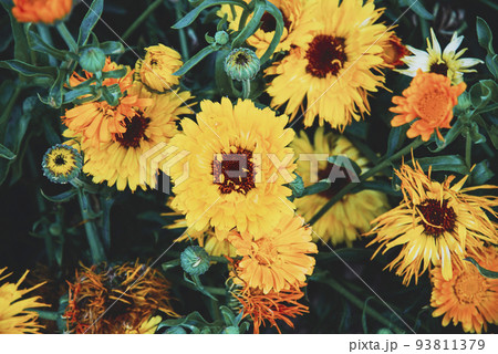 Garden Marigold flowers, Calendula officinalis plants with flowers and seeds in the garden, dark and moody Garden Marigold flowers, Calendula officinalis plants with flowers and seeds in the garden, dark and moody 93811379