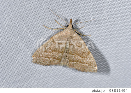 カシワアツバ（北海道・鶴居村） 93811494