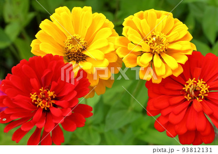 山梨県南都留郡山中湖村山中　花の都公園満開の百日草クローズアップ 93812131