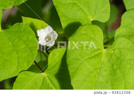緑の葉陰でかわいい白いの花を咲かせるホシアサガオ 緑の葉陰でかわいい白いの花を咲かせるホシアサガオ 93812206