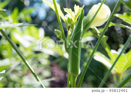 オクラの花と実 93812401