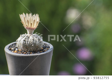 初夏に開花したアストロフィツム 93812755