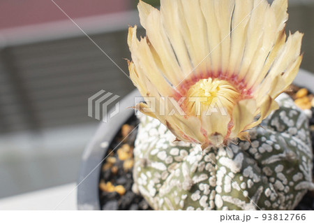 初夏に開花したアストロフィツム 93812766