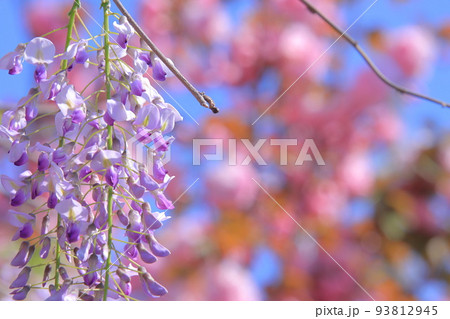 藤の花と八重桜 93812945