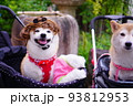 仮装する柴犬 93812953