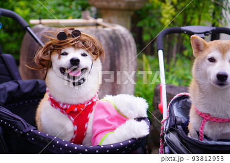 仮装する柴犬 93812953