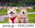 仲良し柴犬 93812960