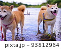 川で遊ぶ柴犬達 93812964