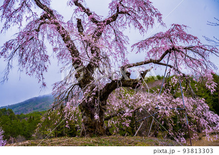 広島・山県郡・北広島・長沢のしだれ桜 広島・山県郡・北広島・長沢のしだれ桜 93813303