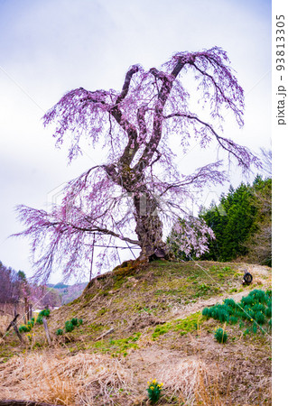 広島・山県郡・北広島・長沢のしだれ桜 広島・山県郡・北広島・長沢のしだれ桜 93813305