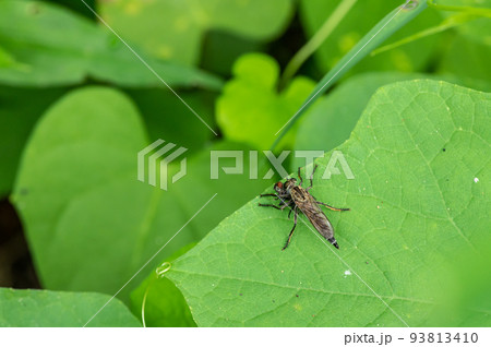 ハエを捕まえたサキグロムシヒキ ハエを捕まえたサキグロムシヒキ 93813410