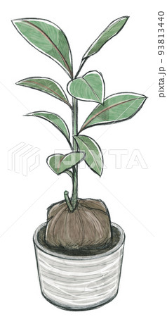 手描き植物イラスト・ゴバンノアシ（バリントニア）の植木鉢 93813440