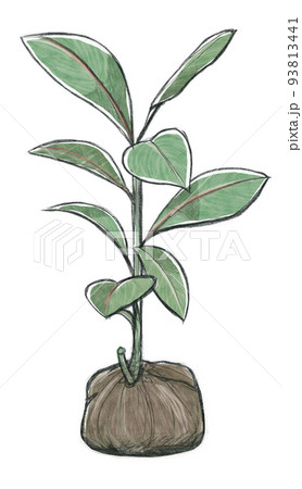 手描き植物イラスト・バーリングトニア（ゴバンノアシ） 93813441
