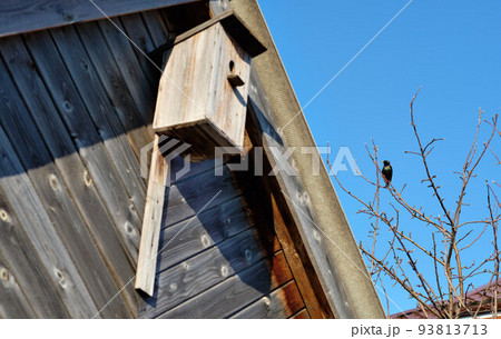 Starling on a tree next to a birdhouse Starling on a tree next to a birdhouse 93813713
