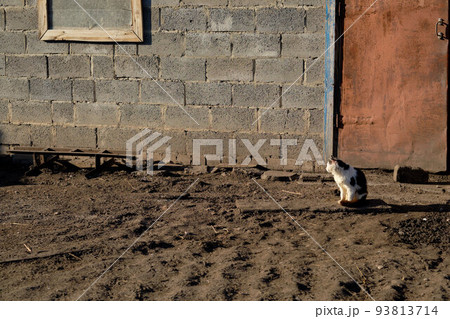 cat in the backyard, against the background of a gray wall, at sunset cat in the backyard, against the background of a gray wall, at sunset 93813714