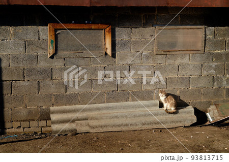 cat in the backyard, against the background of a gray wall, at sunset cat in the backyard, against the background of a gray wall, at sunset 93813715