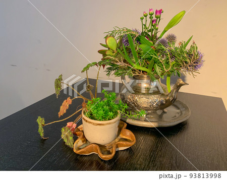 上品に育つ植物 93813998