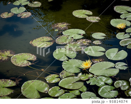 残暑の栗林公園（8月下旬・スイレン） 93814074