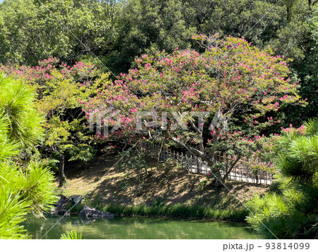 残暑の栗林公園（8月下旬・サルスベリ） 93814099