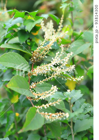 白い花をつけた虎杖(イタドリ) 白い花をつけた虎杖(イタドリ) 93814300