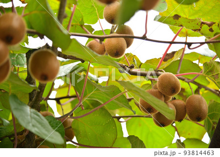 秋の収穫を待つキウィフルーツ 93814463