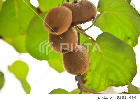 秋の収穫を待つキウィフルーツ 93814464