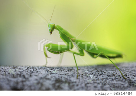 カマキリ 93814484