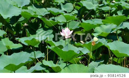 千葉公園の桃色のオオガハスの大きい花 93814526