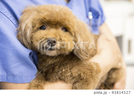 棒物病院で犬を抱く女性獣医師 棒物病院で犬を抱く女性獣医師 93814527