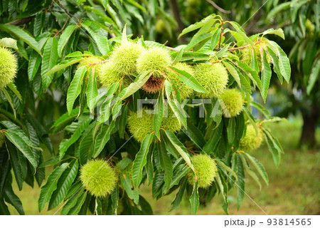 大きな栗の実 93814565