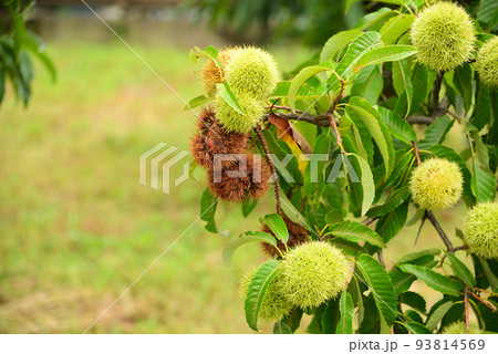 大きな栗の実 93814569