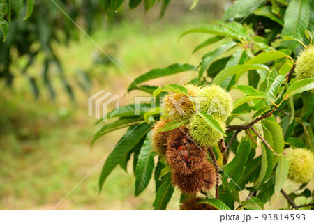大きな栗の実 93814593