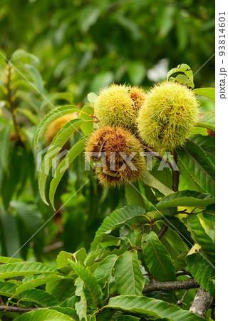 大きな栗の実 93814601
