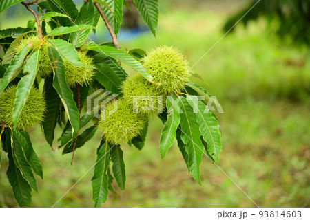 大きな栗の実 93814603