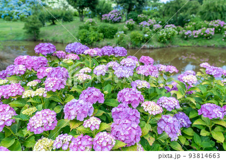 三重県津市　白と赤紫色の紫陽花が咲くかざはやの里の池の周り 93814663
