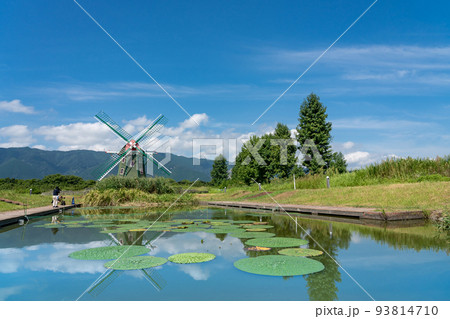 岐阜県海津市　絶滅危惧種のオニバスが咲く池と風車が美しい夏のアクアワールド水郷パークセンター 93814710