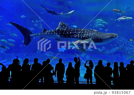 沖縄美ら海水族館の大水槽(黒潮の海) 沖縄美ら海水族館の大水槽(黒潮の海) 93815067