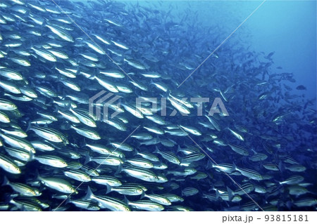 イサキウォール イサキウォール 93815181