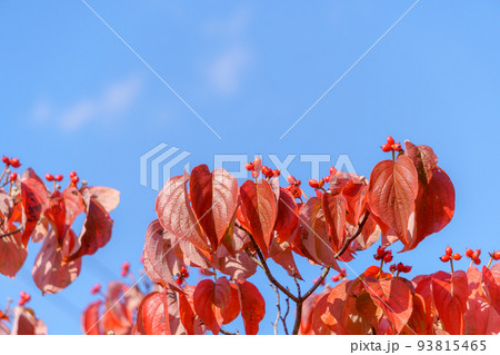 青空に映える紅葉したハナミズキの葉と赤い実 93815465